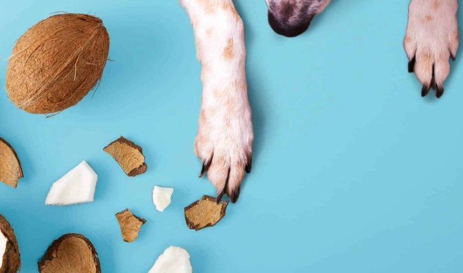 coconut oil for dogs