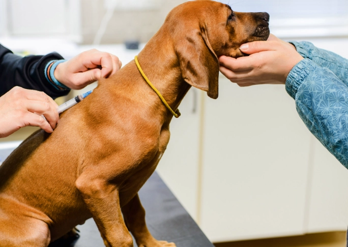 how to treat kennel cough