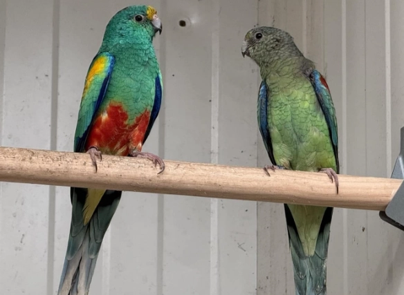 parrot lifespan parrot lifespan