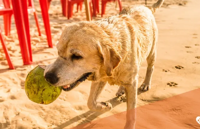 benefits of coconut oil for dogs