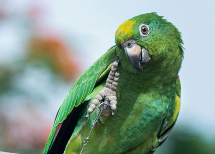 parrot life expectancy parrot life expectancy