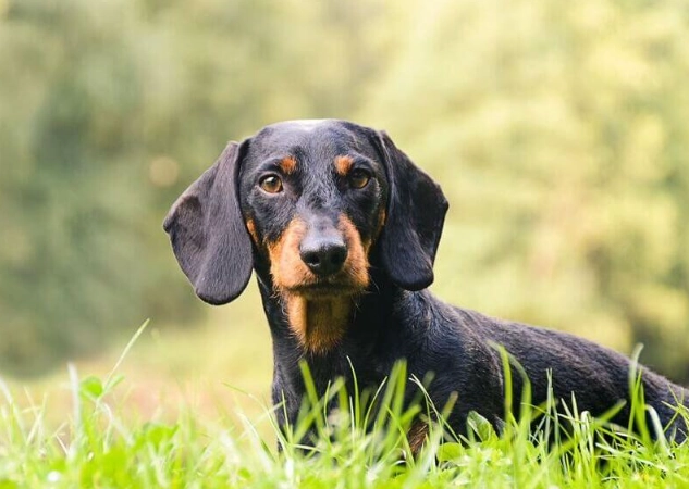 dog itchy skin remedies