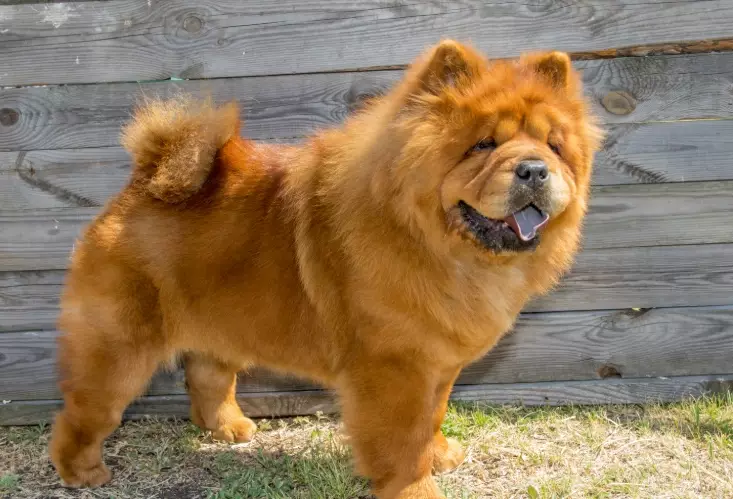 chow chow temperament