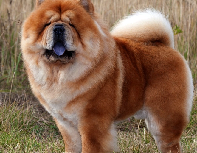 chow chow care
