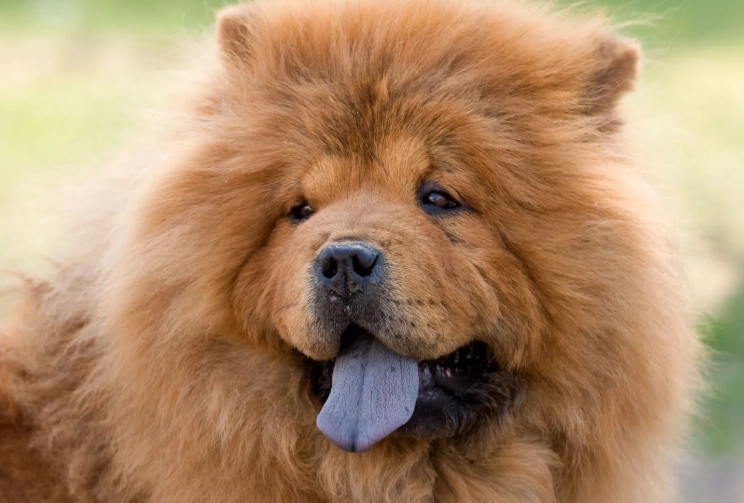 chow chow care
