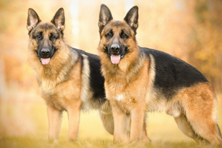 German Shepherd training