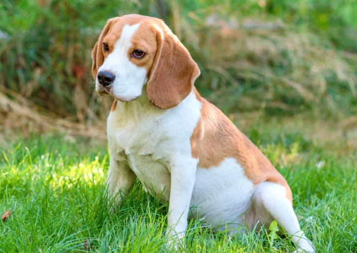 dog itchy skin remedies