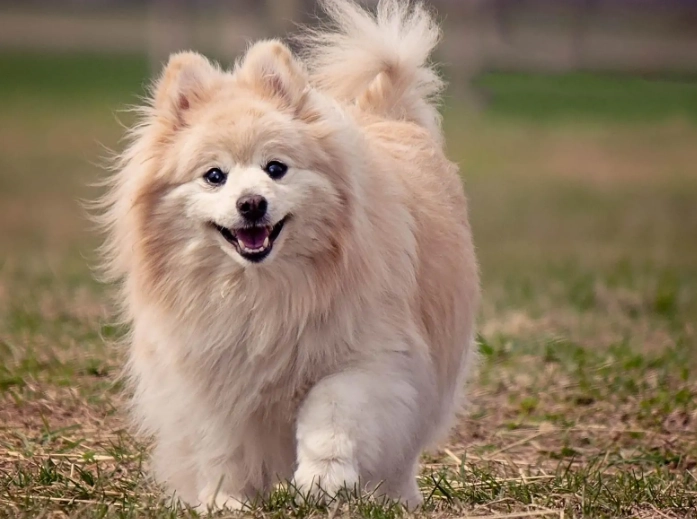 dog skin allergies symptoms