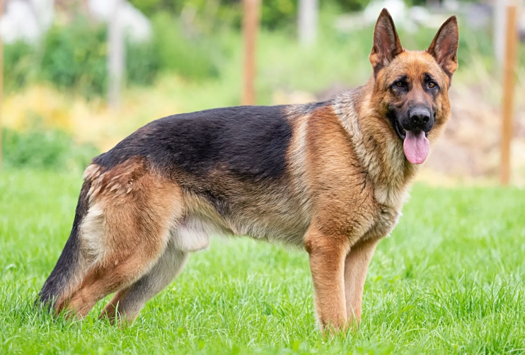 German Shepherd dogs