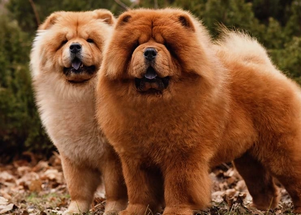 chow chow grooming