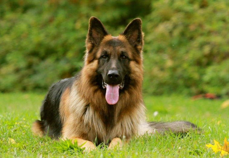 German Shepherd temperament