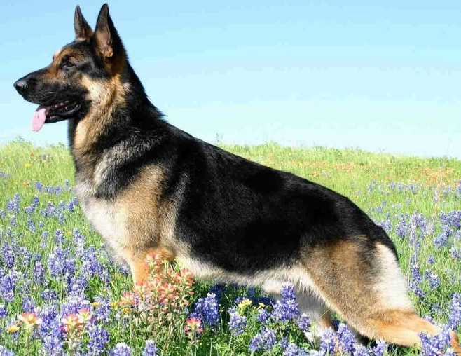 German Shepherd temperament