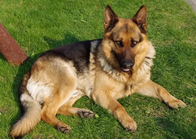 German Shepherd training