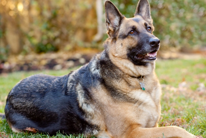 German Shepherd dogs
