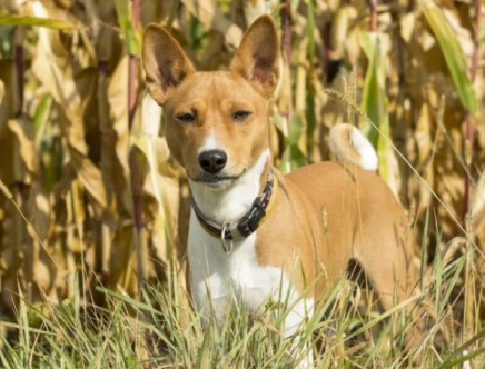 corn cob dog