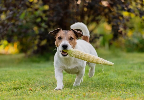can dogs eat corn