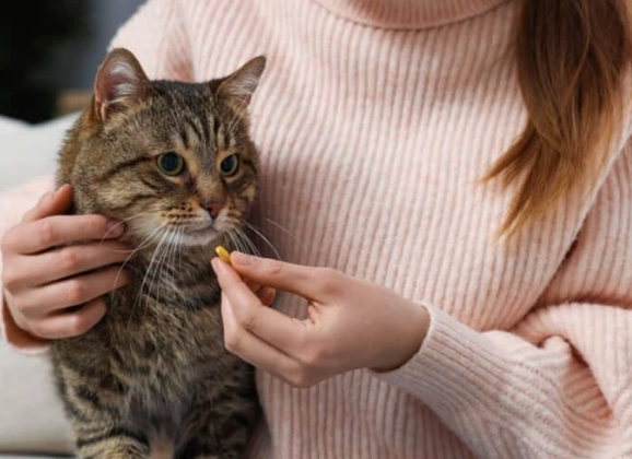 feline steroid treatment