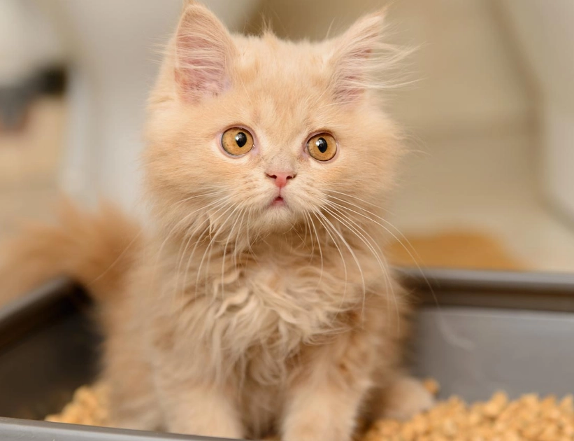 cat diarrhea treatment cat diarrhea treatment