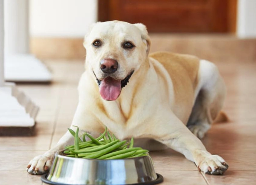 green beans for dogs