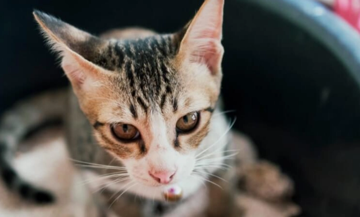 cat diarrhea home remedies cat diarrhea home remedies