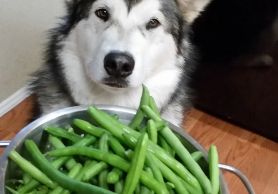 are green beans good for dogs