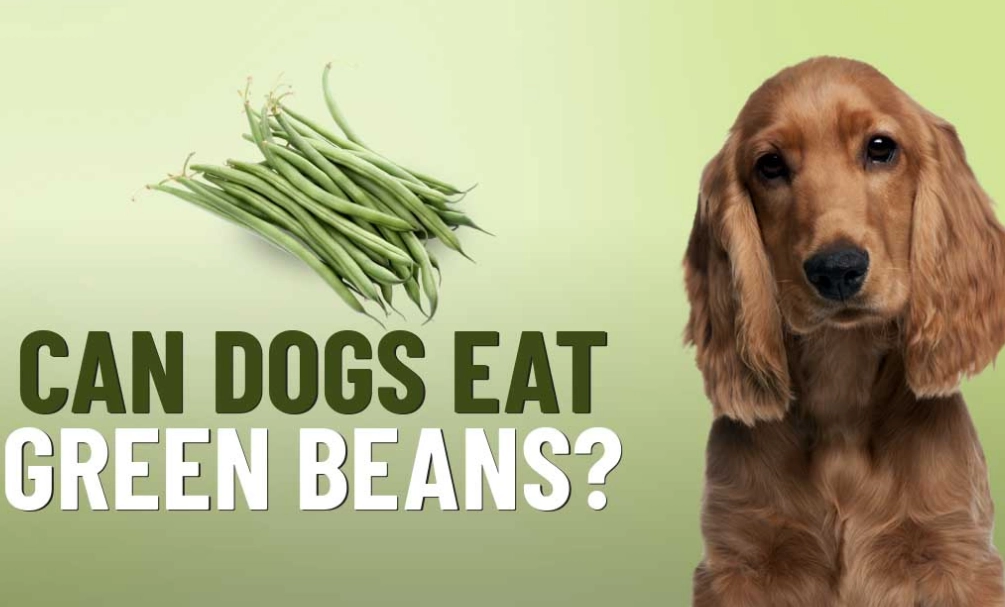 are green beans good for dogs
