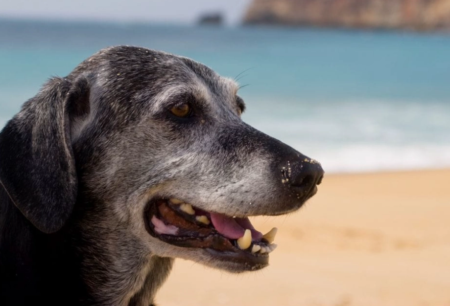 average dog lifespan