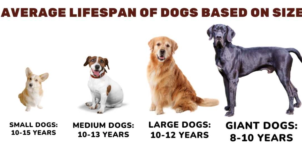 average dog lifespan