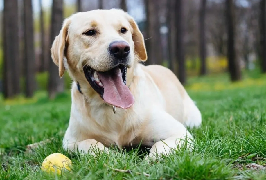 dog lifespan by breed