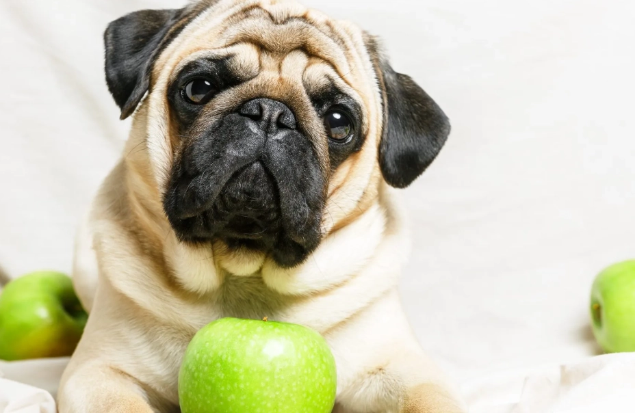 can dogs eat apples