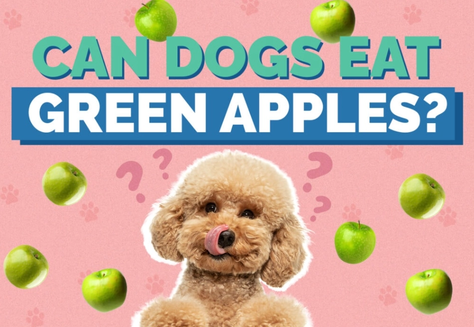 apples for dogs
