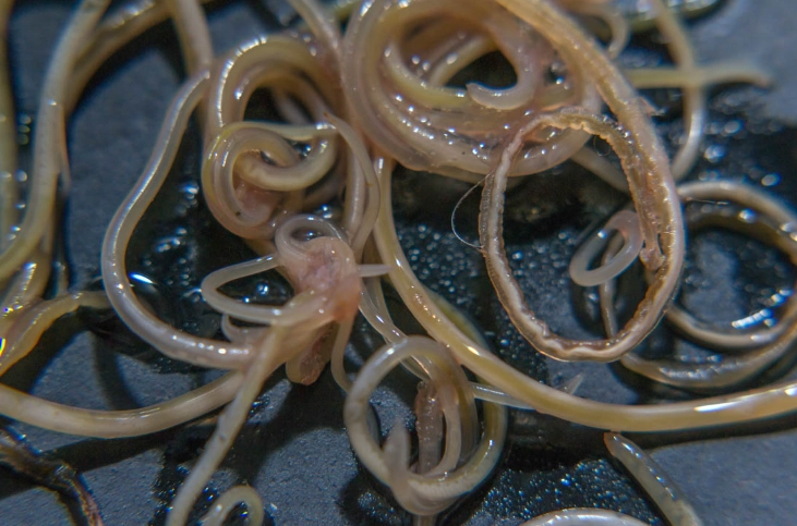 treat roundworms in cats treat roundworms in cats