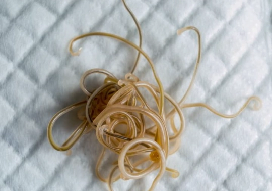 cat roundworm symptoms cat roundworm symptoms