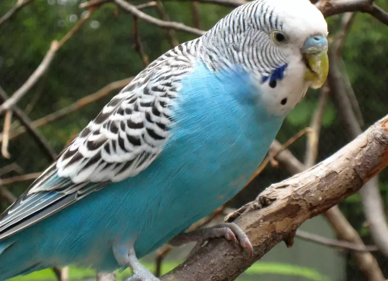 how long do parakeets live