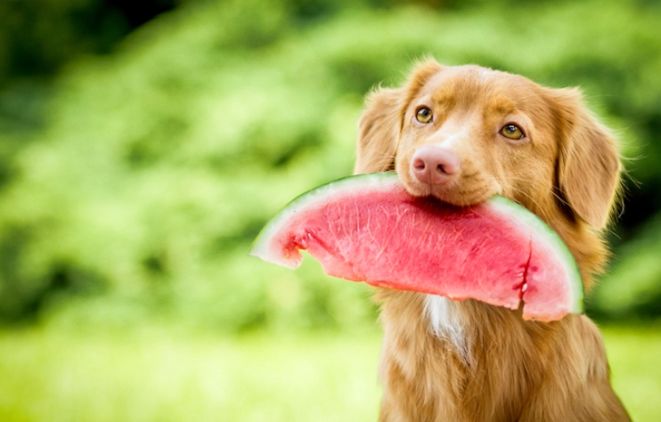 watermelon rind for dogs watermelon rind for dogs