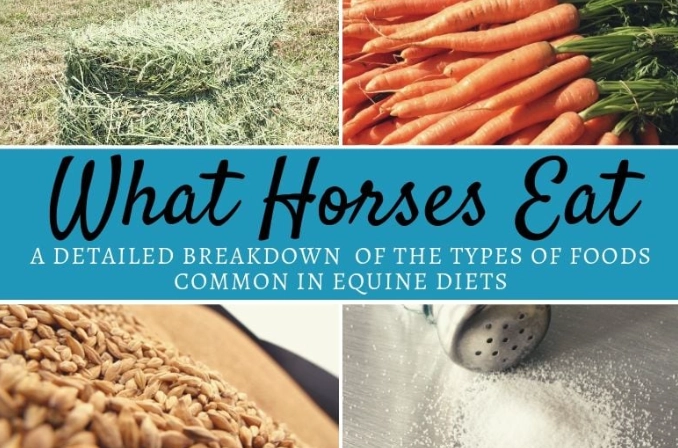 horse feeding guide
