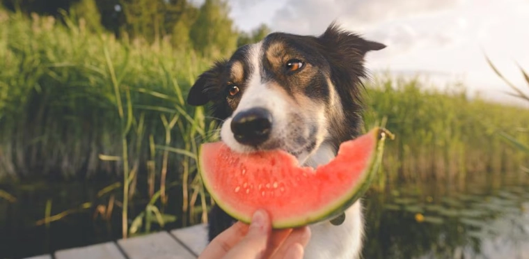 is watermelon rind safe for dogs is watermelon rind safe for dogs