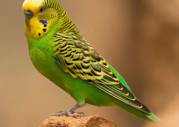 budgie lifespan