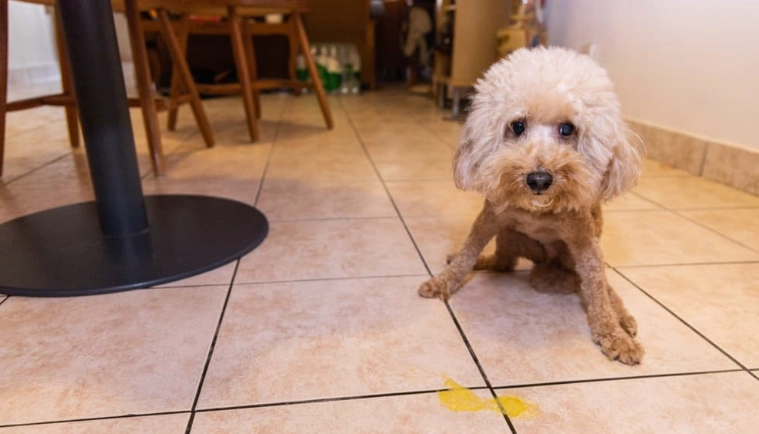 dog throwing up bile in morning dog throwing up bile in morning