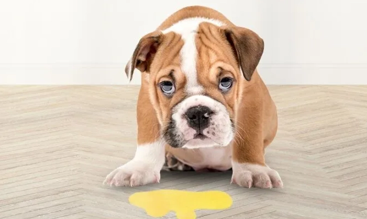 dog throwing up bile in morning dog throwing up bile in morning