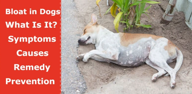 canine bloat emergency