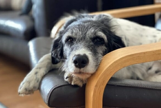 canine cognitive dysfunction treatment