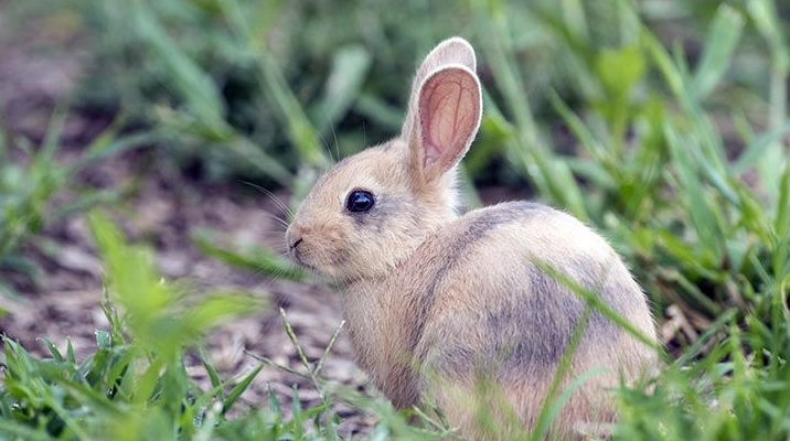 harlequin rabbit colors