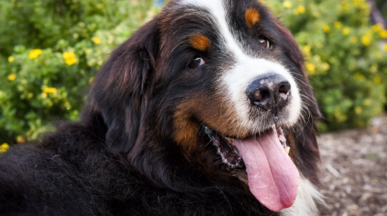 canine cognitive dysfunction treatment