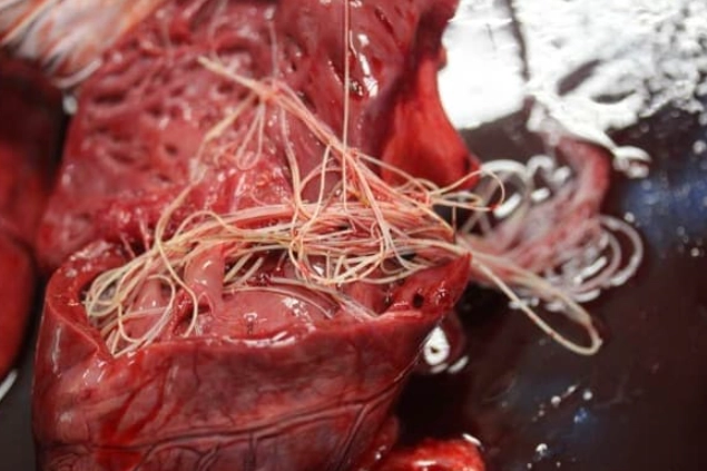 heartworm in dogs symptoms