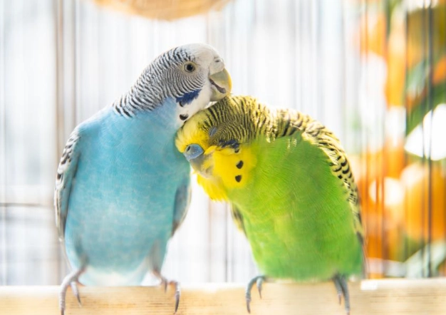 parakeet lifespan