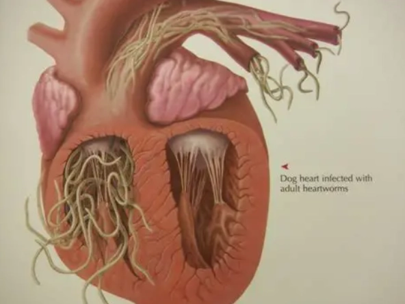 heartworm treatment for dogs