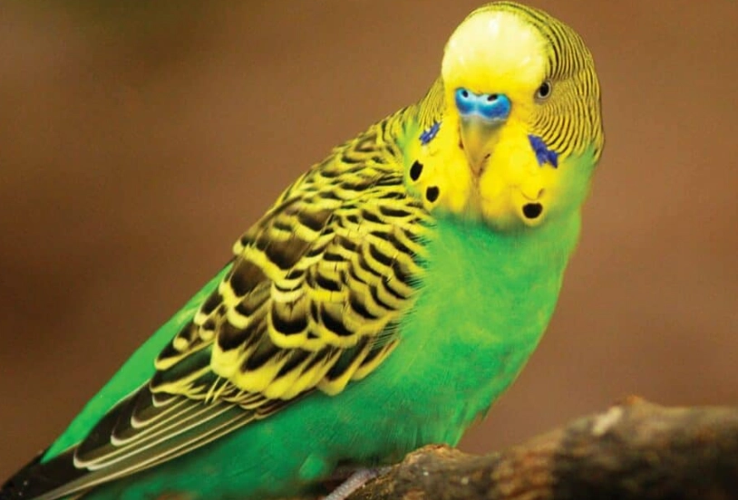 budgie lifespan