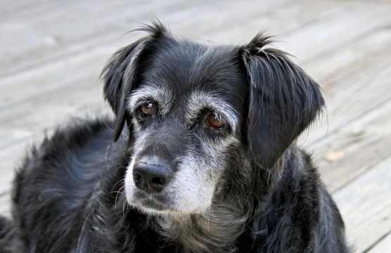 senile dog behavior
