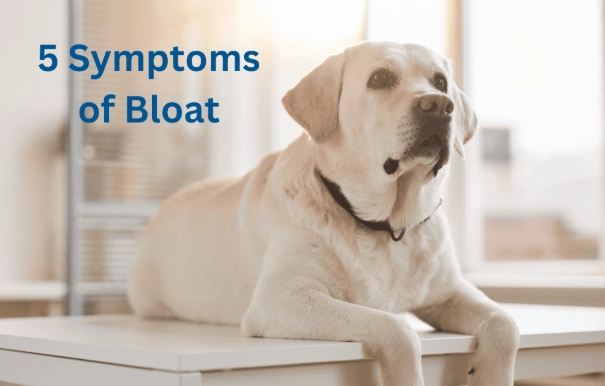 bloat in dogs symptoms